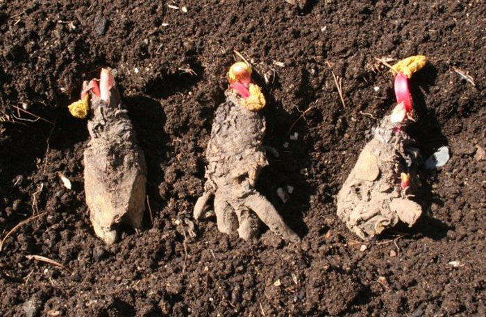 Ревень від А до Я: сорти, посадка, вирощування ревеню та догляд