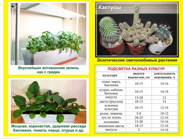 Які лампи потрібні для розсади