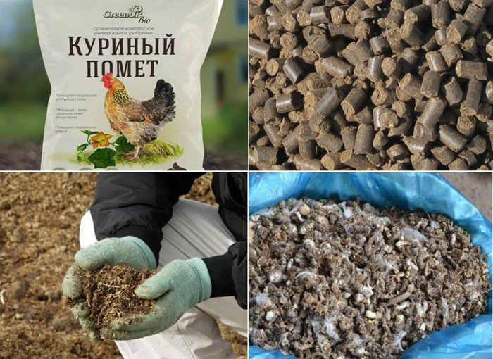 Гліцинія — опис, вирощування та догляд. Поради для пишного цвітіння