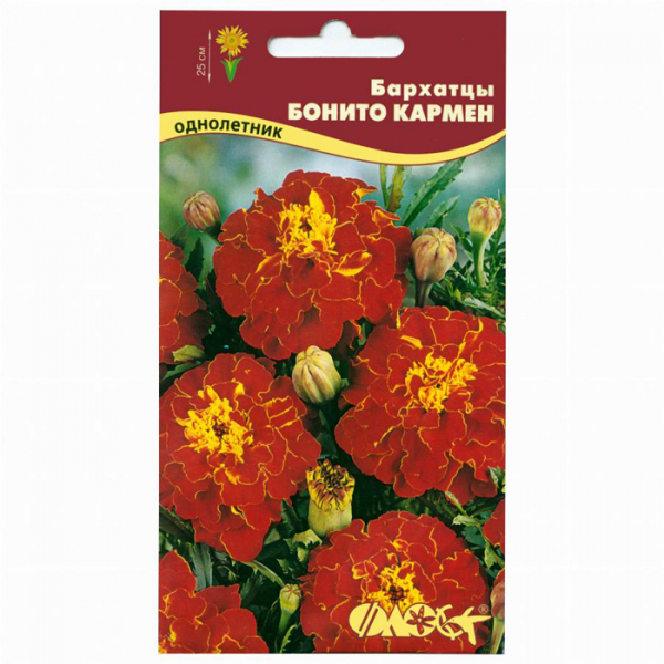 Чорнобривці (70 фото) — сорти, вирощування та догляд за найкориснішою квіткою