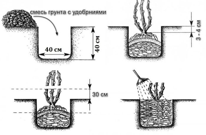 Коли і як посадити ожину: тонкощі вирощування великої ожини