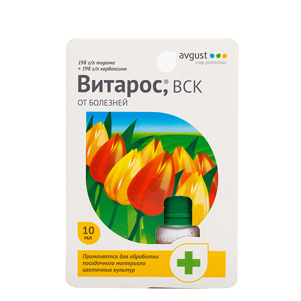 Броваллія (37 фото) &mdash; вирощування та догляд у домашніх умовах
