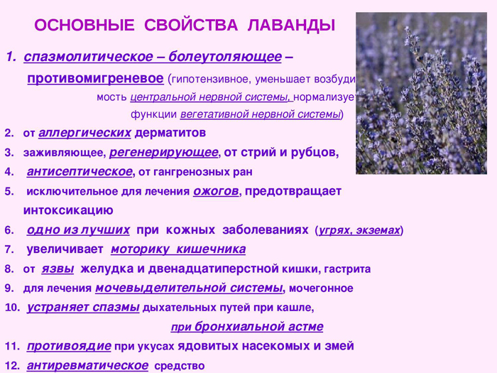Лаванда (55 фото) — сорти та види, посадка, догляд, обрізка, розмноження