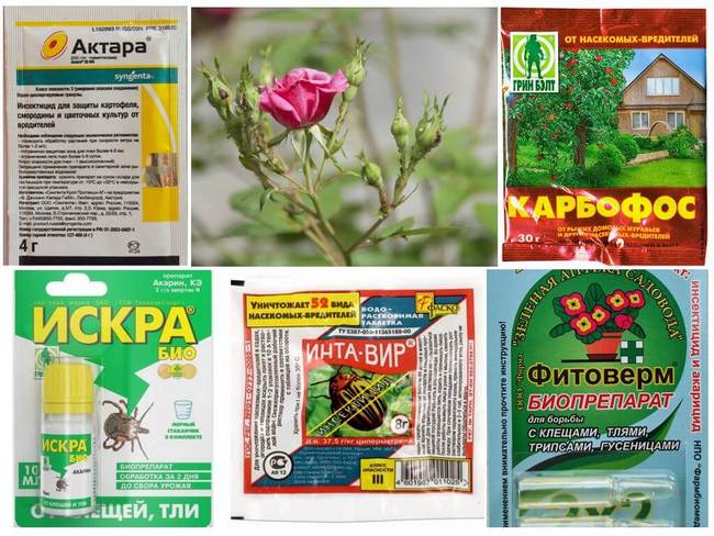 10 способів, як боротися з навалою мурах на полуницю