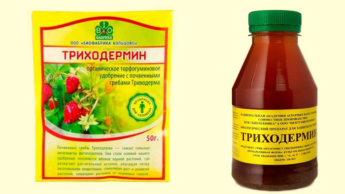 37 хвороб томатів з фото та описом + лікування
