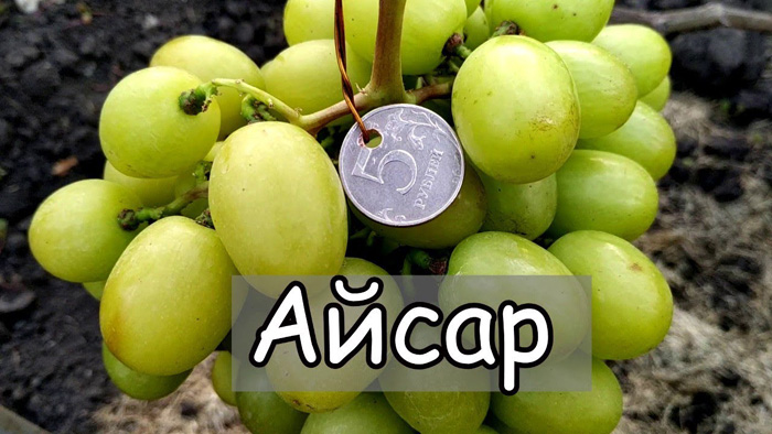 Сорти білого винограду &ndash; ТОП-36 сортів 2024 року