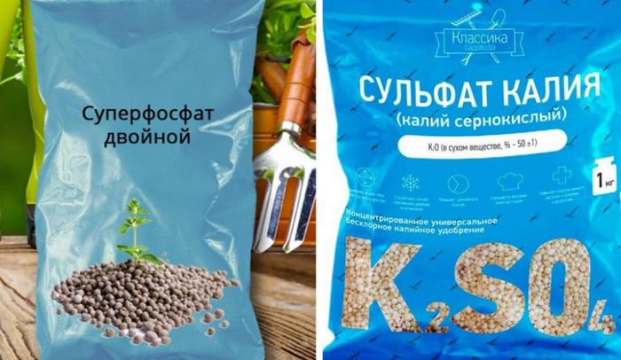 Посадка часнику восени 2024 року: коли та як його посадити