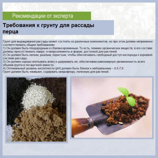 Посадка та вирощування солодкого перцю: ВСІ секрети багатого врожаю