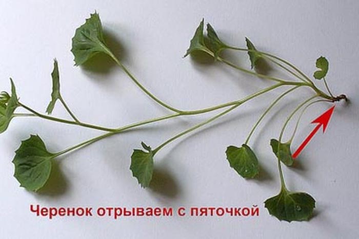 Квітка кампанула (наречений та наречена) — догляд у домашніх умовах та саду. 35 фото