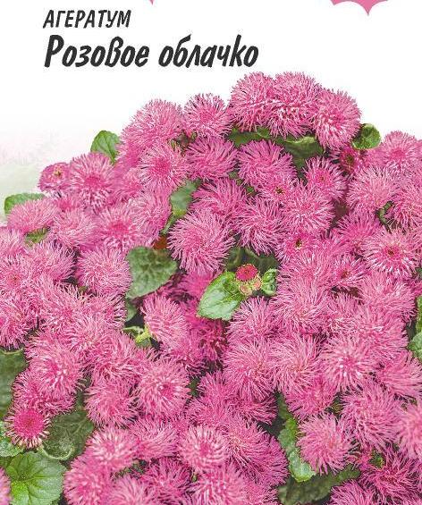 Агератум (40 фото) &mdash; опис, посадка та догляд