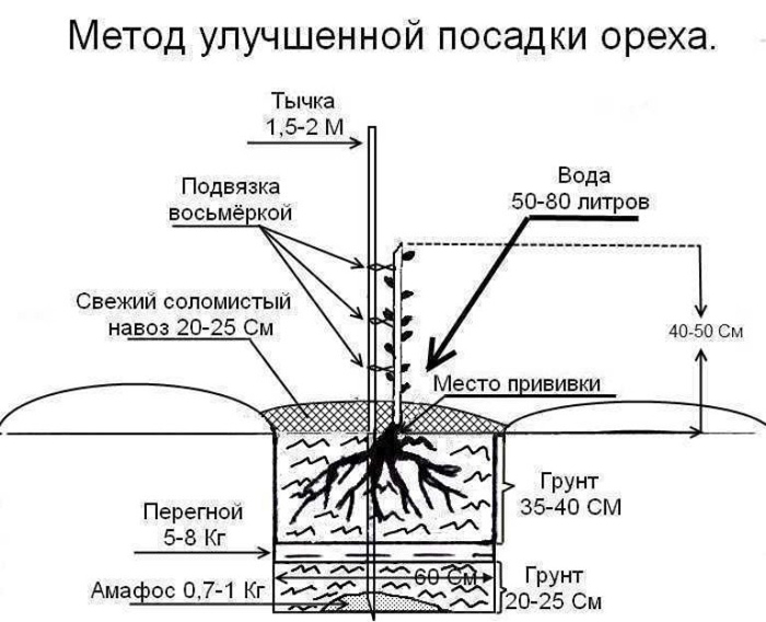 Як посадити волоський горіх від А до Я: терміни, технологія посадки, догляд, хвороби та шкідники