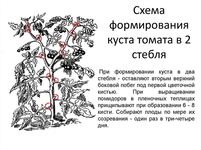 Як пасинкувати помідори в теплиці та відкритому ґрунті (40 фото): покроковий опис, схеми для початківців