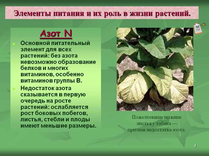 Азотні добрива: що таке, види, правильне застосування