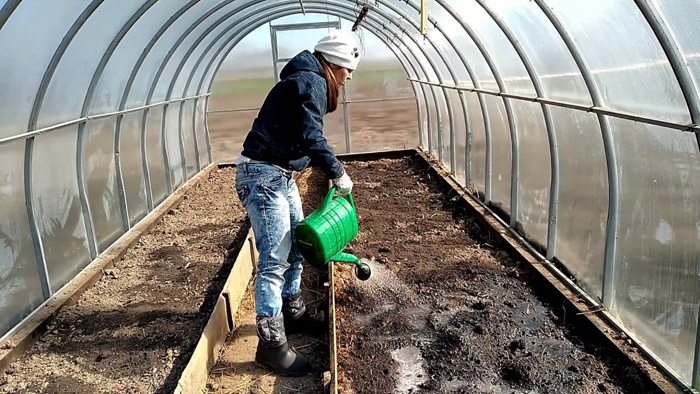 Помилкова борошниста роса (пероноспороз) огірків &ndash; заходи боротьби (25 засобів)