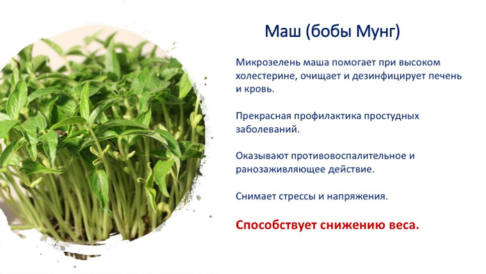 Як виростити мікрозелень в домашніх умовах - все від А до Я