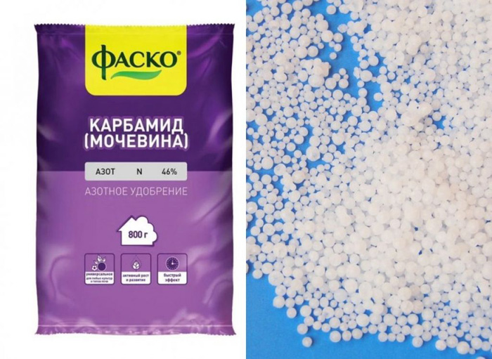 Колоноподібний персик: опис, сорти, посадка та догляд