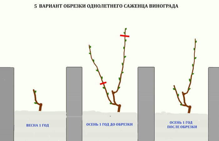 Обрізання винограду в 2024 році: інструкція для початківців – як правильно обрізати виноград