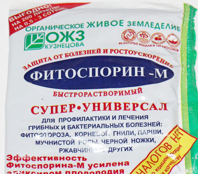 Чому гниє цибуля на грядці та при зберіганні, як це запобігти