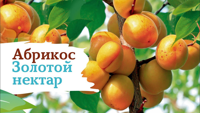 Сорти абрикосів &ndash; 50 сортів 2024 з фото та описом