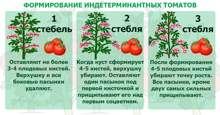 Томат Абруццо – опис з фото, характеристики та відгуки