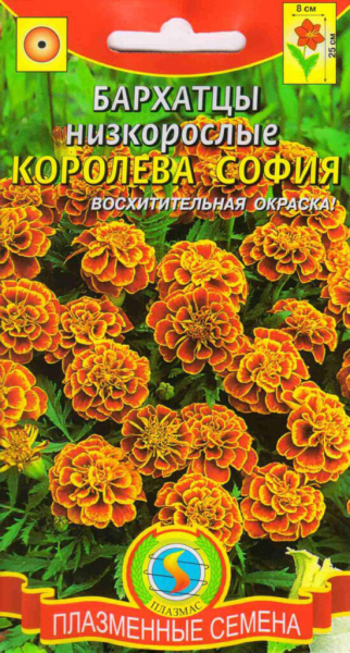 Чорнобривці (70 фото) — сорти, вирощування та догляд за найкориснішою квіткою