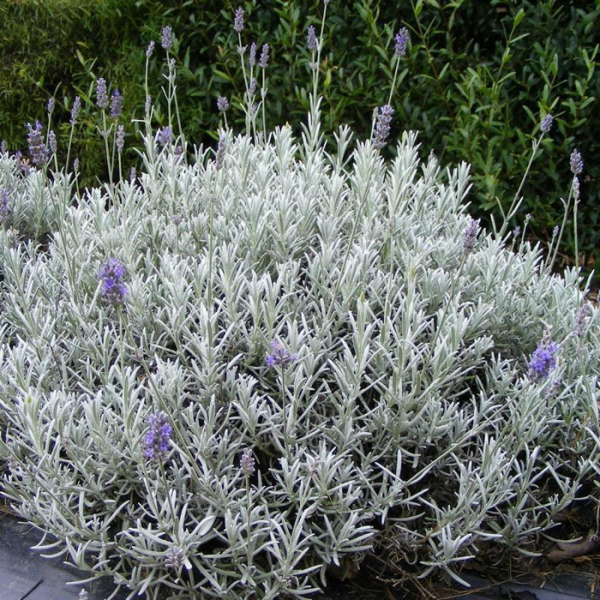 Лаванда (55 фото) — сорти та види, посадка, догляд, обрізка, розмноження