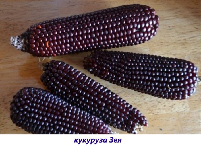 Сорти кукурудзи &ndash; 42 найкращі сорти кукурудзи 2024 з описом та фото