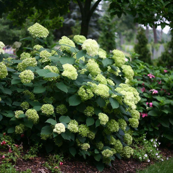 Гортензія (100 фото): опис, сорти, вирощування у відкритому ґрунті та домашніх умовах
