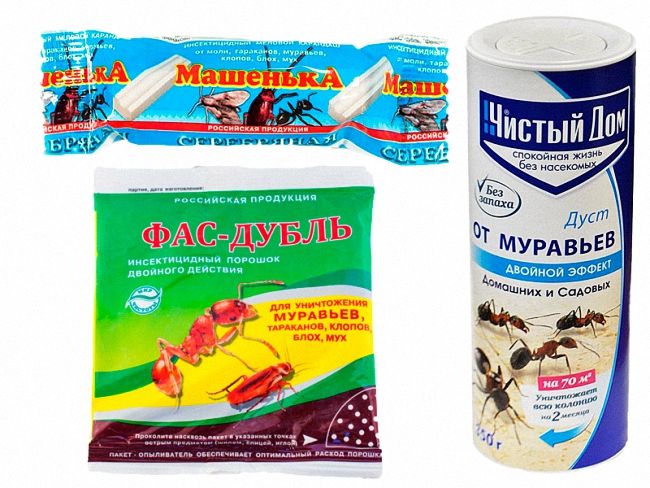 Як вивести рудих мурах з квартири