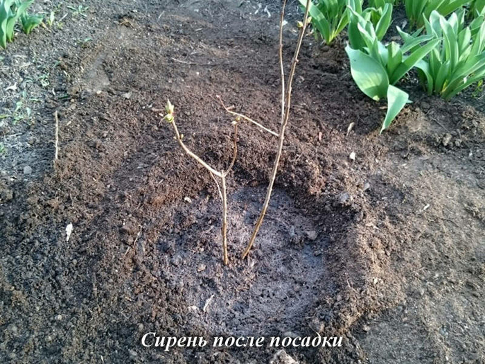 Бузок — опис рослини, сорти та види, посадка та догляд