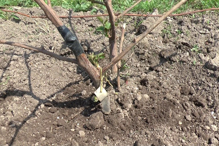 Коли і як посадити ожину: тонкощі вирощування великої ожини
