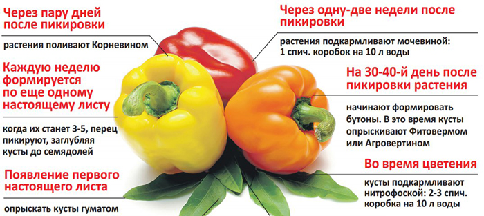Як виростити перець із насіння від А до Я: найкращі сорти, посів, догляд