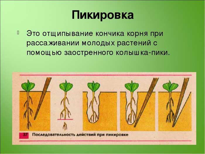 Пікірування петуній - коли і як правильно пікірувати розсаду