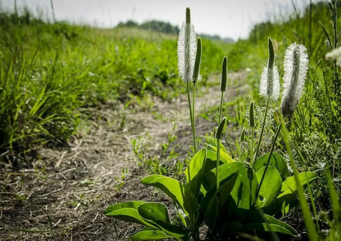 Польові та лугові квіти та трави (130 фото) &ndash; каталог з назвами