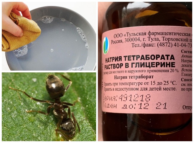 15 способів, як позбутися садових мурах
