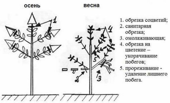 Гортензія волотиста Сандей Фрайз (65 фото) &mdash; опис сорту, посадка та догляд