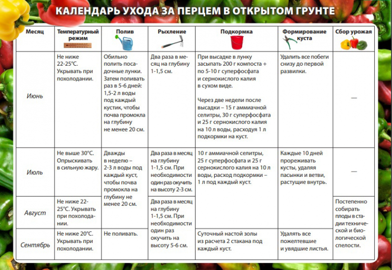 Посадка та вирощування солодкого перцю: ВСІ секрети багатого врожаю