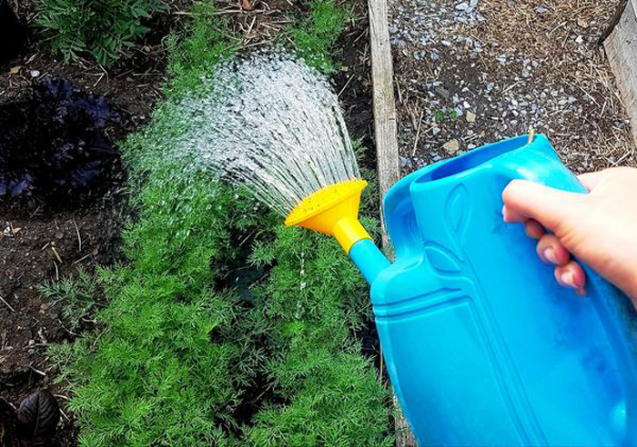 Чому жовтіє кріп та що з цим робити? Досвід садівників