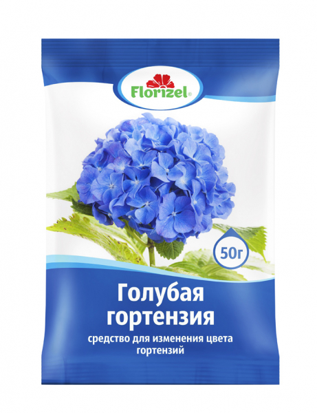 Гортензія (100 фото): опис, сорти, вирощування у відкритому ґрунті та домашніх умовах