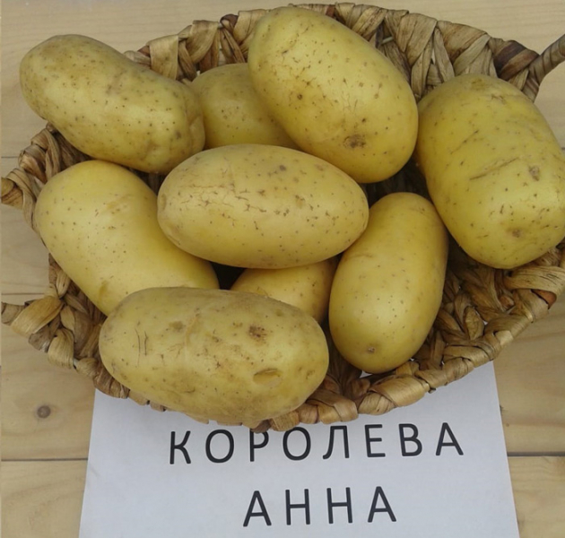 Картопля Корольова Анна (40 фото) &ndash; опис сорту, смакові якості, відгуки