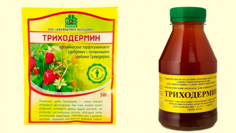 Борошниста роса на огірках: заходи боротьби у теплицях та на відкритому ґрунті