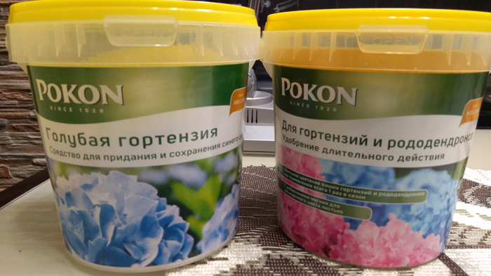 Гортензія волотиста Сандей Фрайз (65 фото) &mdash; опис сорту, посадка та догляд