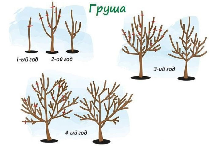 Як посадити грушу: сорти, що рекомендуються, посадка, догляд, обрізка