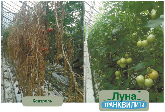 Фунгіцид Місяць Транквіліті &ndash; опис, інструкція застосування, відгуки