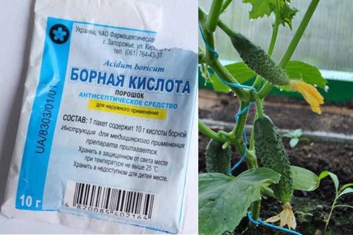 Пустоцвіт на огірках: причини і що робити?