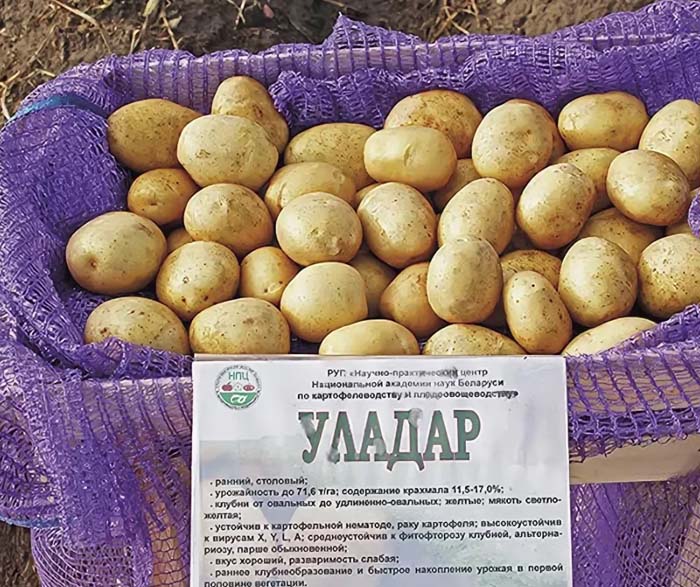 Урожайні сорти картоплі 2024 &mdash; опис з фото