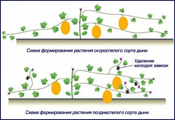 Вирощування дині в теплиці - все від А до Я для 100% багатого врожаю