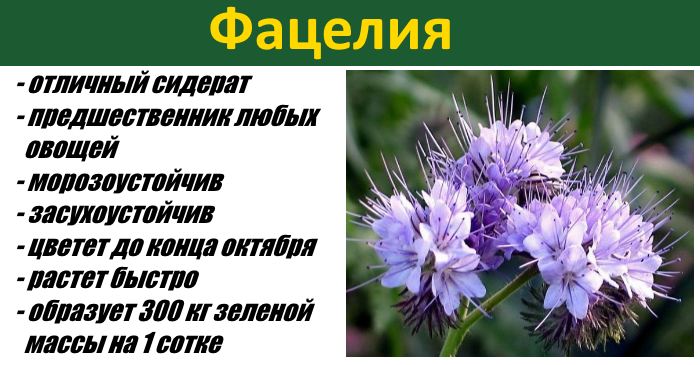 Фацелія як сидерат - опис, коли сіяти та перекопувати