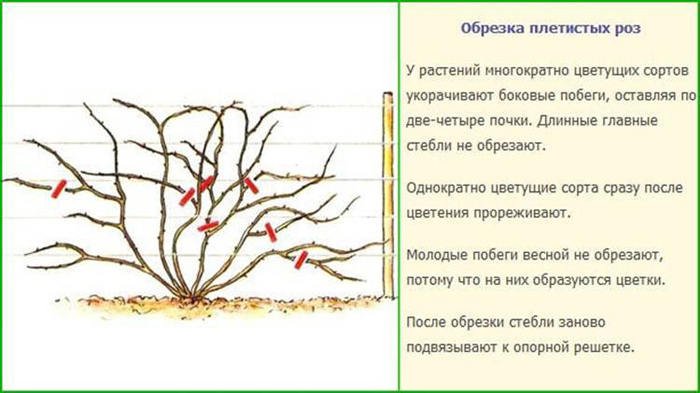 Роза Дон Жуан (30 фото) – опис, вирощування, відгуки