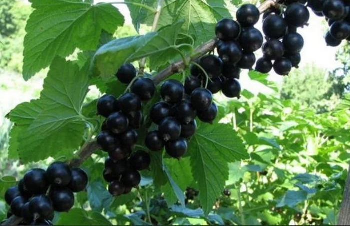 Смородина &mdash; 60 найкращих сортів 2024 року